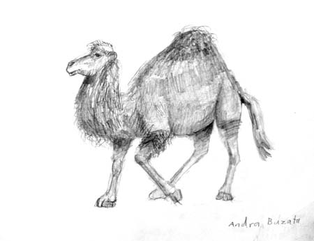 Andra_Buzatu._Camel