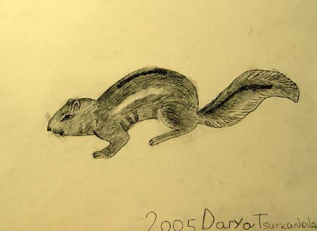 Darya_Tsurkanova._Squirrel