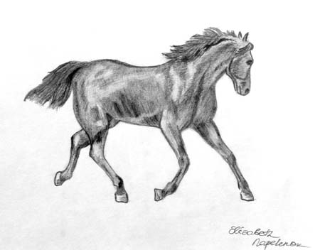 Elizabeth_Napelenok._Horse