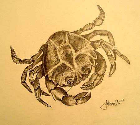 Miriam_Shubina._Crab