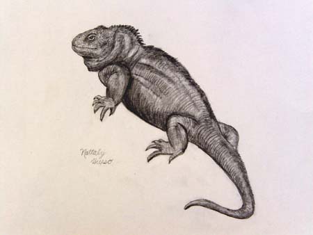Nattaly_Hueso._Lizard