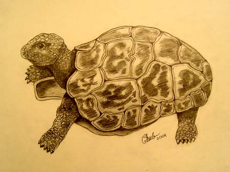 Oksana_Shubina._Turtle