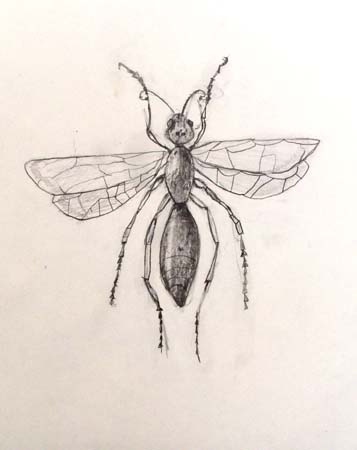 Rody_Ross._Winged_ant