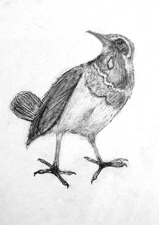 Sophia_Leonard._Bird
