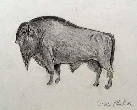 Stas_MacRae._Bull