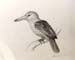 Alena_Ross._Bird