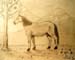 Anastasia_Yevsyugov._Horse