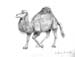 Andra_Buzatu._Camel
