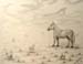 Kelsey_Stoeser._Horse