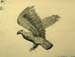 Liza_Kroshko._Eagle