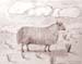 Michael_Mosin._Sheep