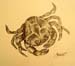 Miriam_Shubina._Crab