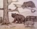 Nikita_Gashkov._Animals