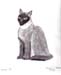 Sergey_Fedossov._Siamese_cat