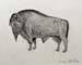 Stas_MacRae._Bull