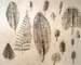 Tommy_Meshcheryakov._Sketches_(leaves)