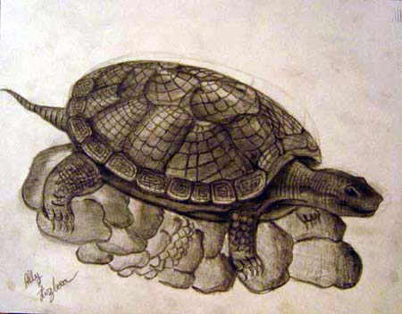 Turtle