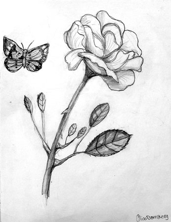 A_rose_and_a_butterfly
