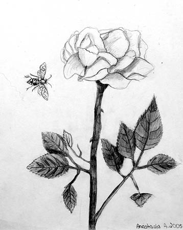 A-rose_and_a_bee