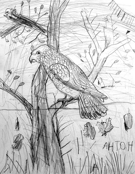 Bird