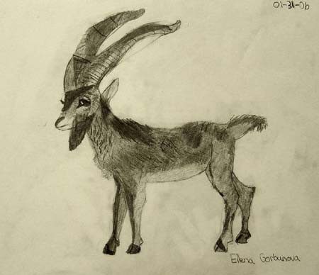 Billy-goat