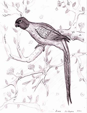 Bird_1