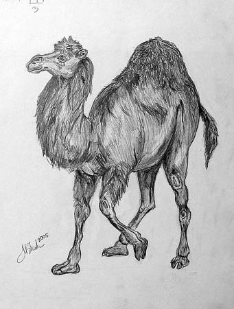 Camel