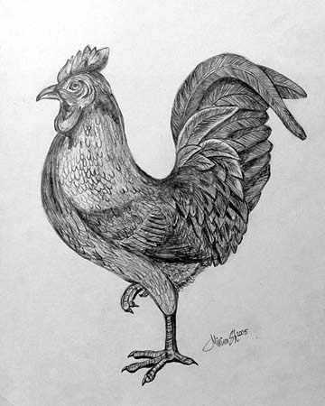 Rooster