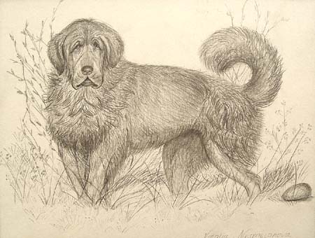 Dog