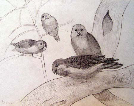 Birds_1