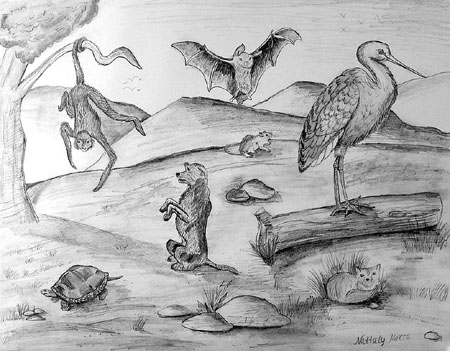 Animals