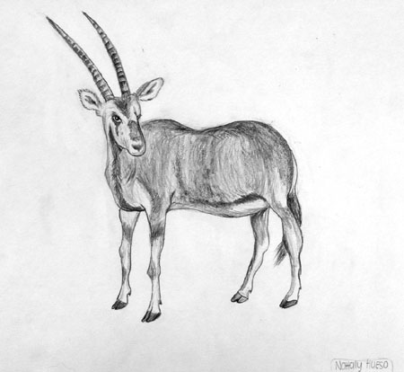 Beisa_oryx