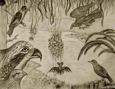 Birds
