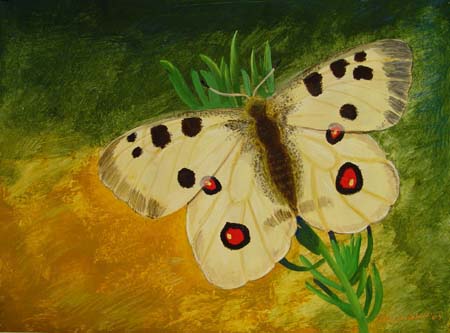 Butterfly