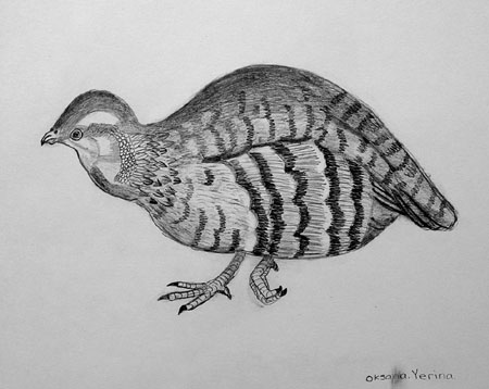 Bird