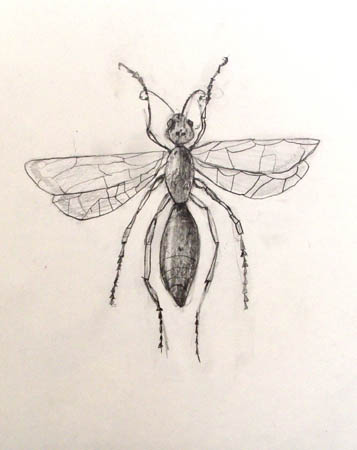 Winged_ant