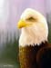 Eagle_1