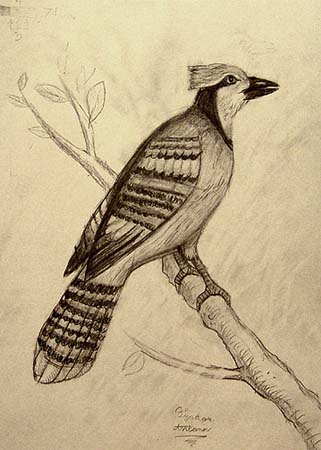 Fedor_Antonov._Bird