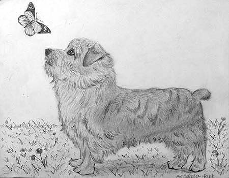 Gabriela_Park._Dog_2