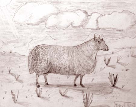 Michael_Mosin._Sheep
