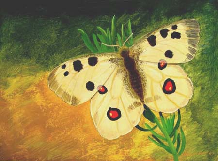 Nikita_Gashkov._Butterfly
