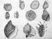 Shells