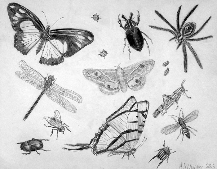 Insects