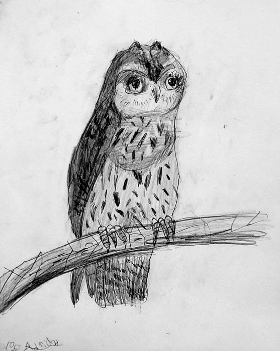 Owl