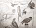 Birds_2