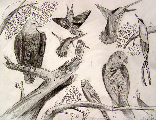 Birds