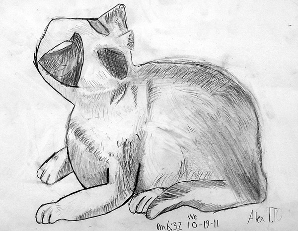 Cat