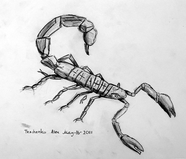 Scorpion
