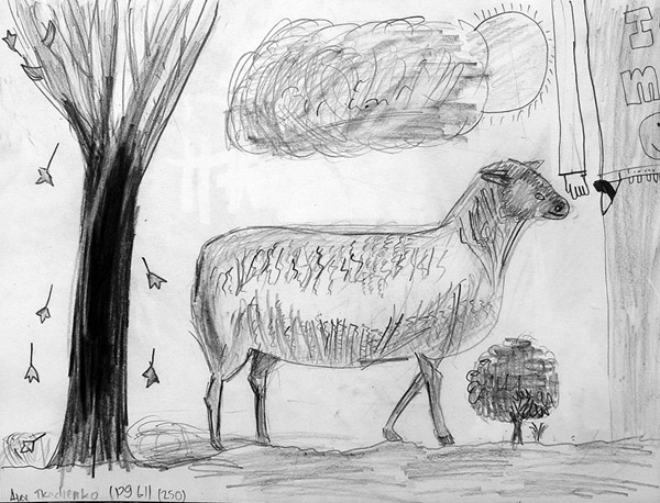 Sheep