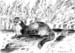 Weasel